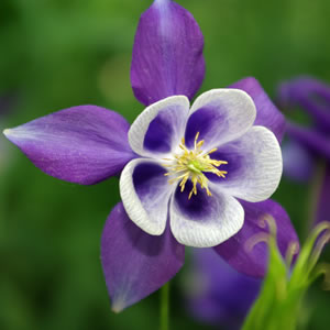 Aquilegia hybrida Bunting